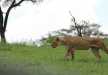 A lioness strolling through the green pastures, Tarangire National Park
