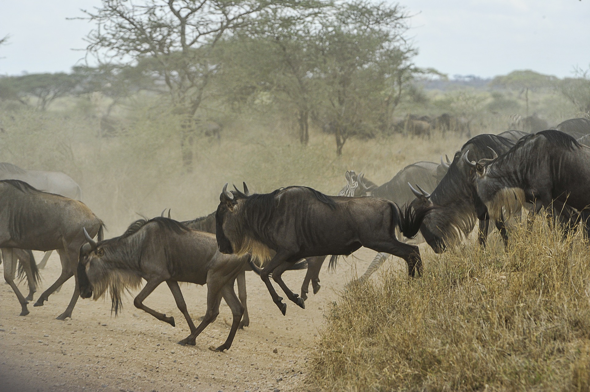 Wildebeests, Serengeti National Park