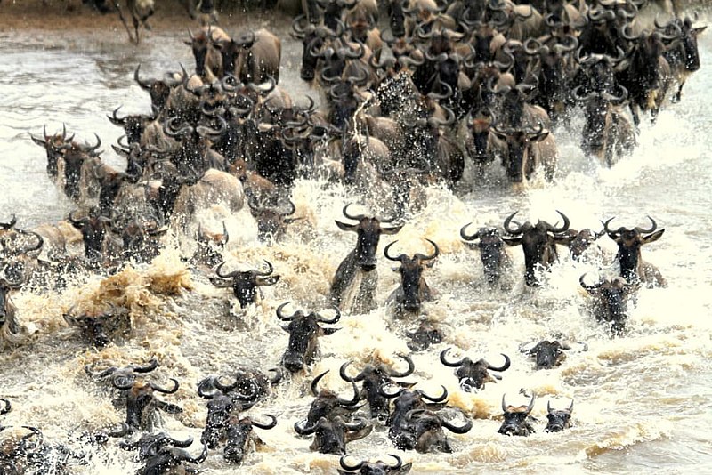Maasai Mara Wildebeest Migrations