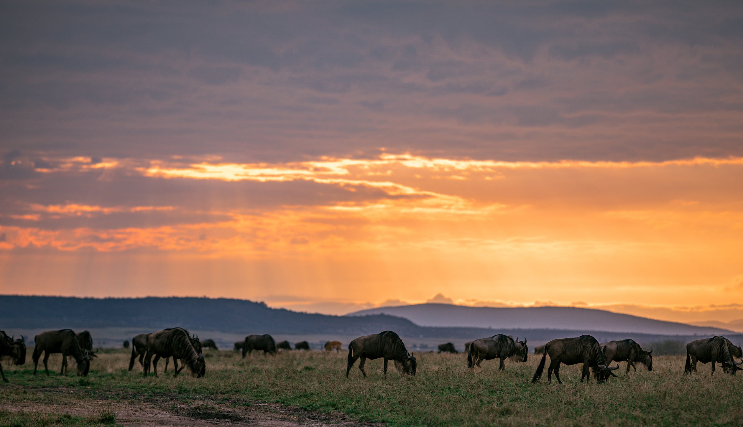 Wildebeest grazing Serengeti 
