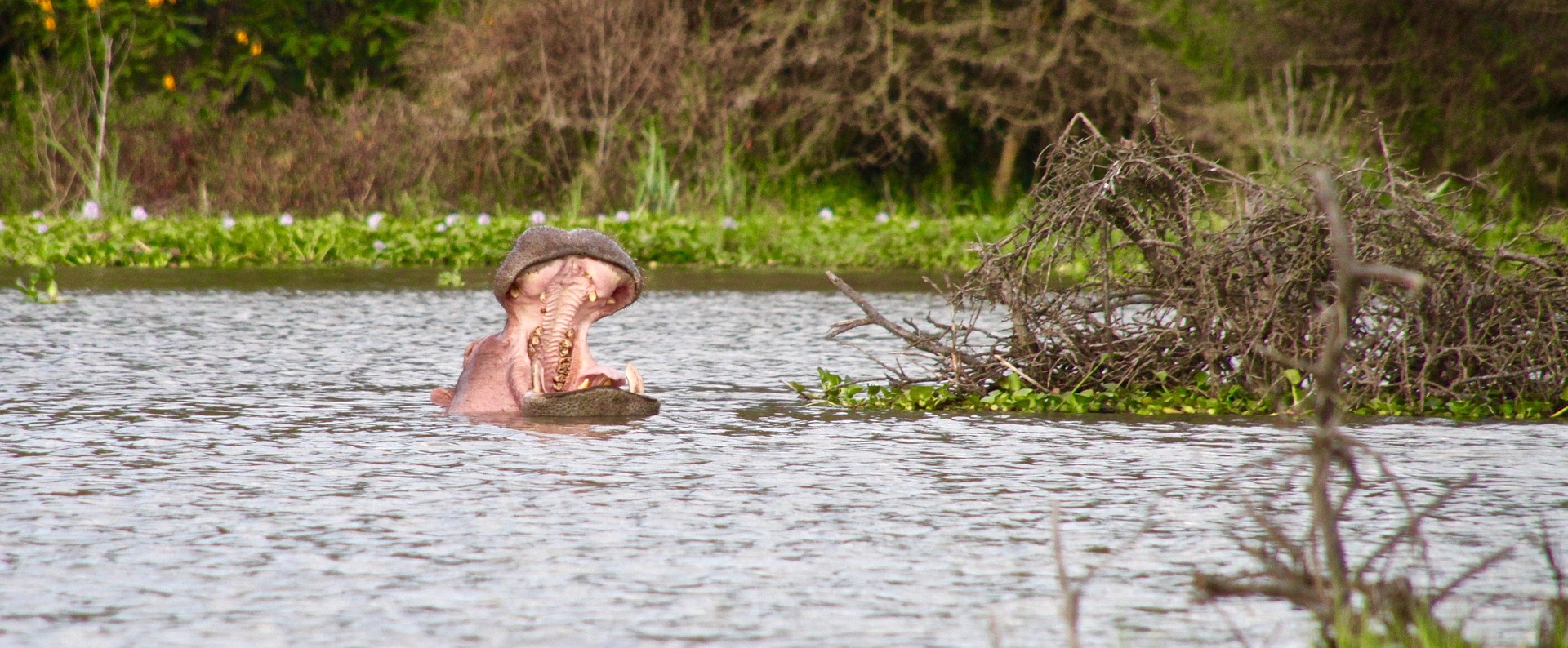 Hippo - Lake Naivasha 