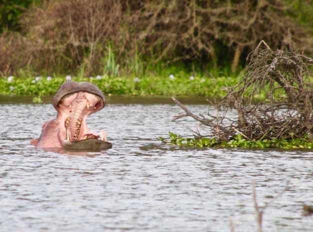 The whole is completely filled by the hippos, you can see them while travelling on the boat to the Crescent Island.