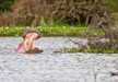 The whole is completely filled by the hippos, you can see them while travelling on the boat to the Crescent Island.