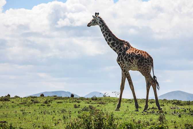 Giraffe wandering in The Crescent Island near Lake Naivasha.