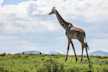 Giraffe wandering in The Crescent Island near Lake Naivasha.