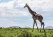 Giraffe wandering in The Crescent Island near Lake Naivasha.