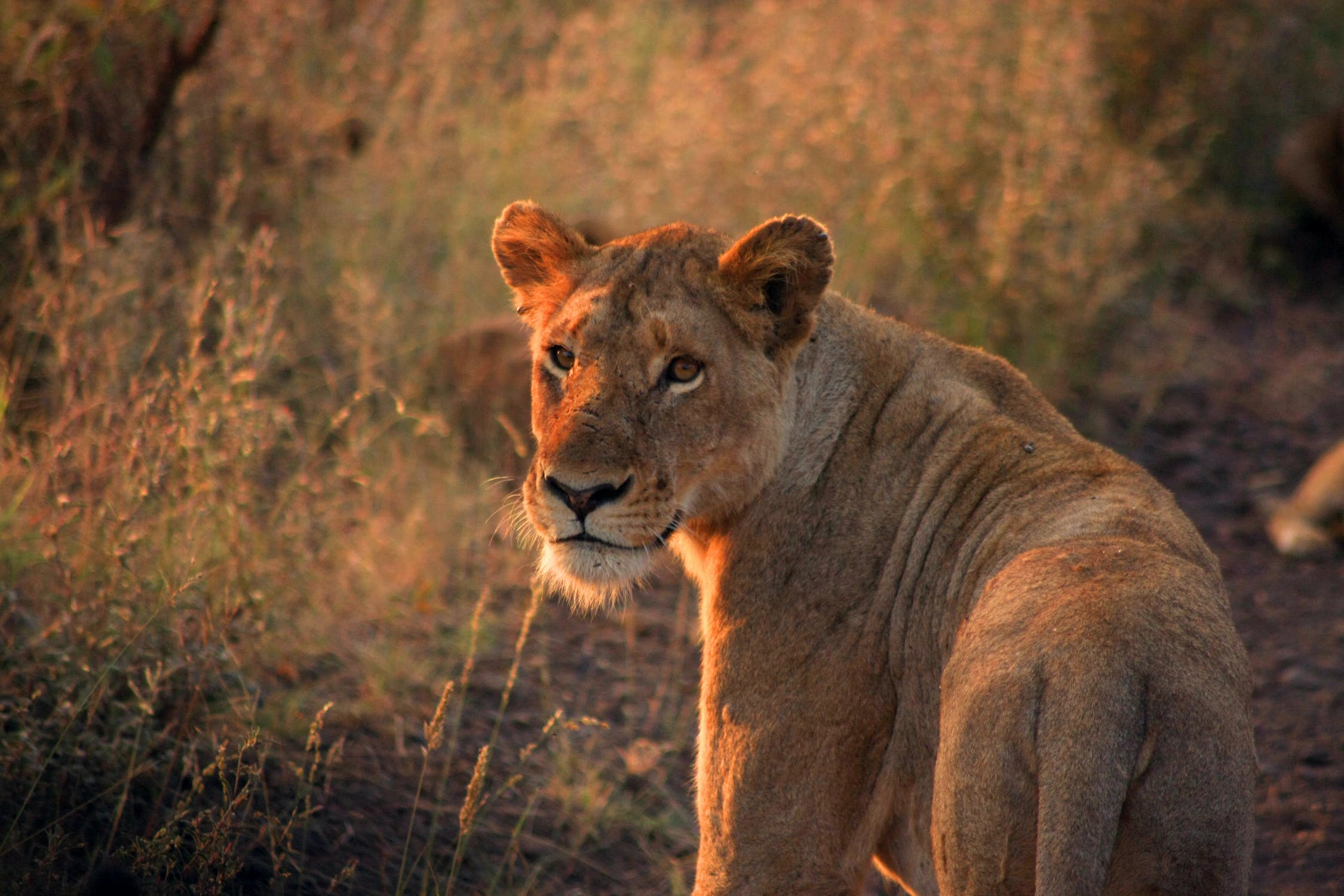 Lioness Serengeti 