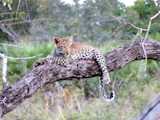 5 Days (Group Joining) Tour to Serengeti (2 nights), Ngorongoro & Tarangire