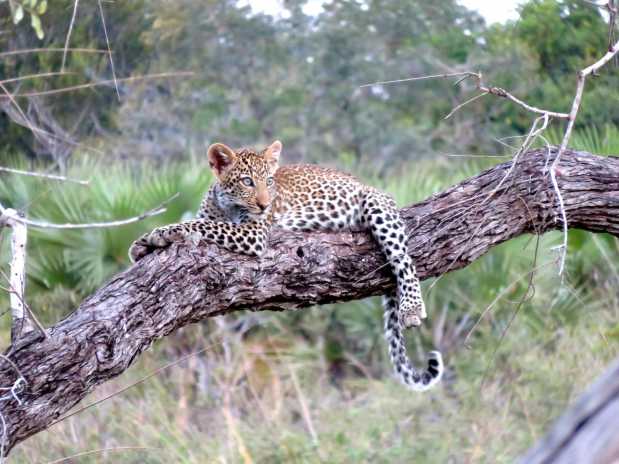 A young leopard prying on its prey, Serengeti National Park
