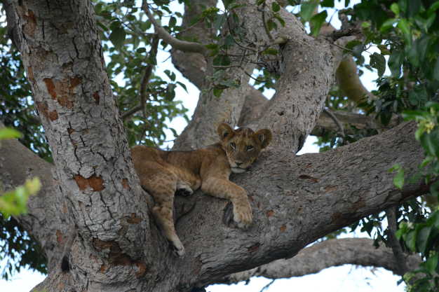 A young lion resting on the branches of huge fig tree staring down at the numerous Uganda Kobs that are grazing in the open Ishasha plains.