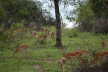 Impalas grazing on the beautiful lush of lake Mburo National Park.