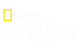 Логотип телеканалу Nat Geo Wild HD