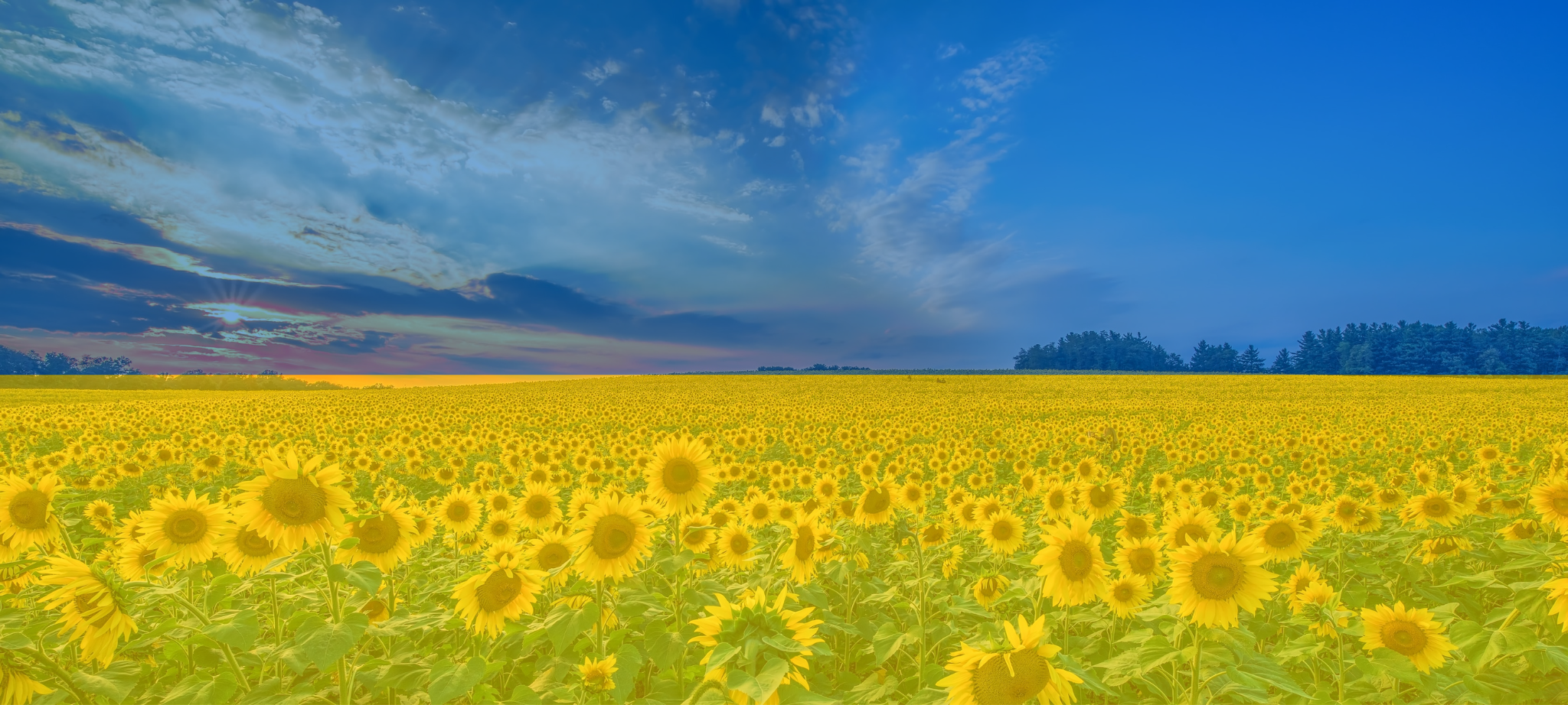 З Дне Незалежності України!