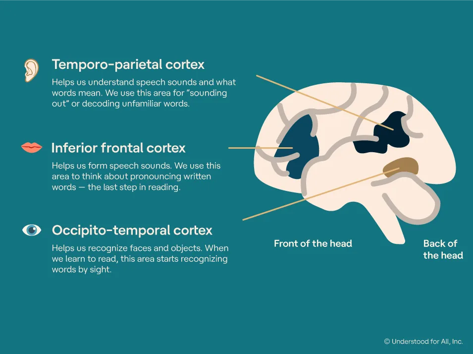 Reading Brain Network How reading changes the brain