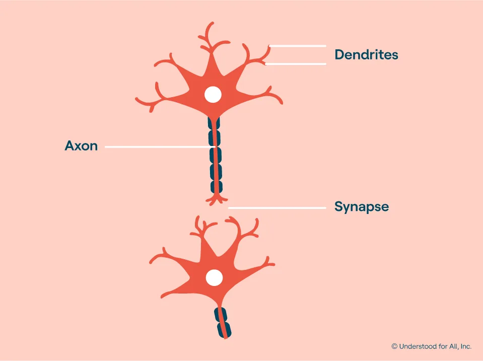 Slow Processing Speed and the Brain