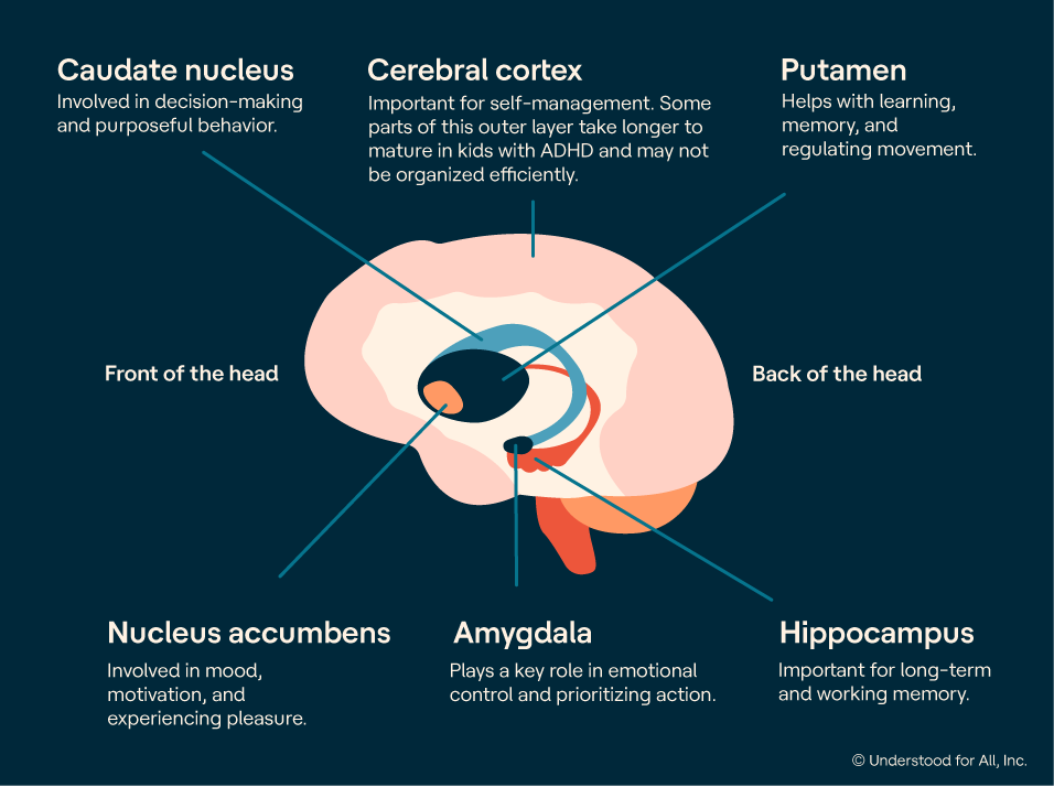 hyperactivity brain