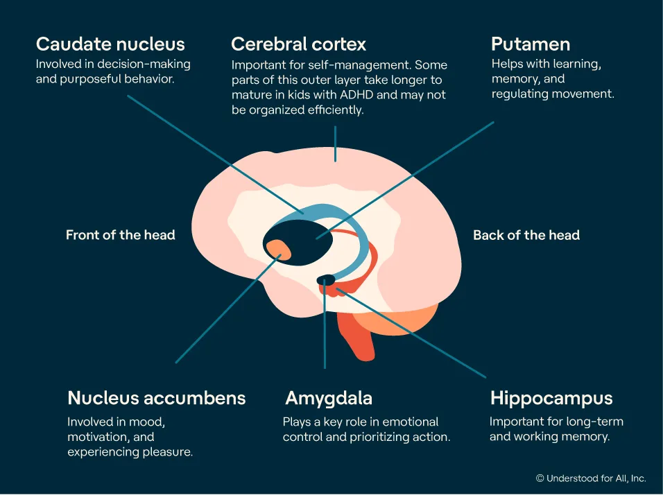 ADHD and the brain