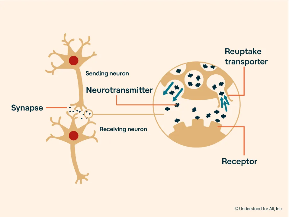 Left: Neurotransmitters cross synapse between sending neuron and receiving neuron. Right: Close-up of neurotransmitters released by the sending neuron and crossing synapse. Some are received by receiving neuron. Others are returned to sending neuron by reuptake transporter. 
