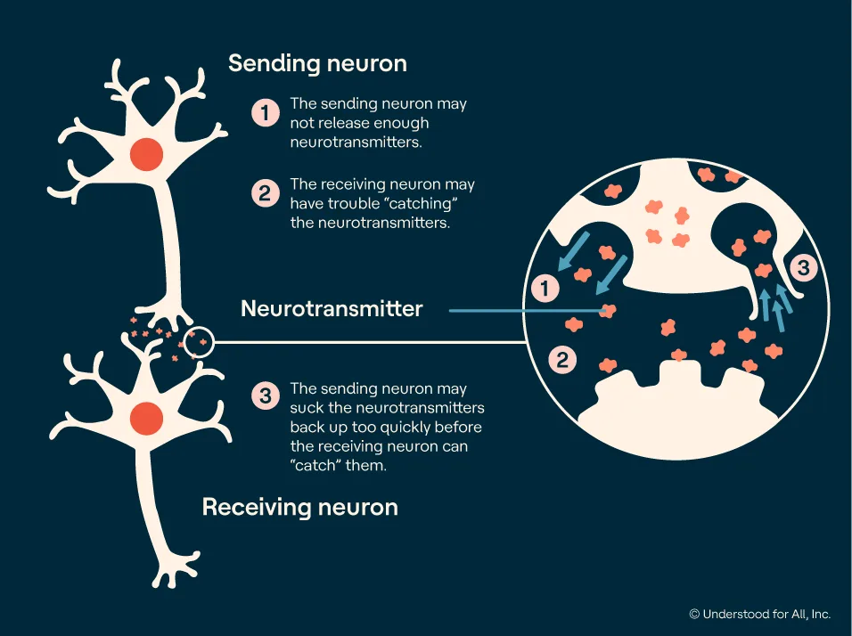 ADHD and the brain