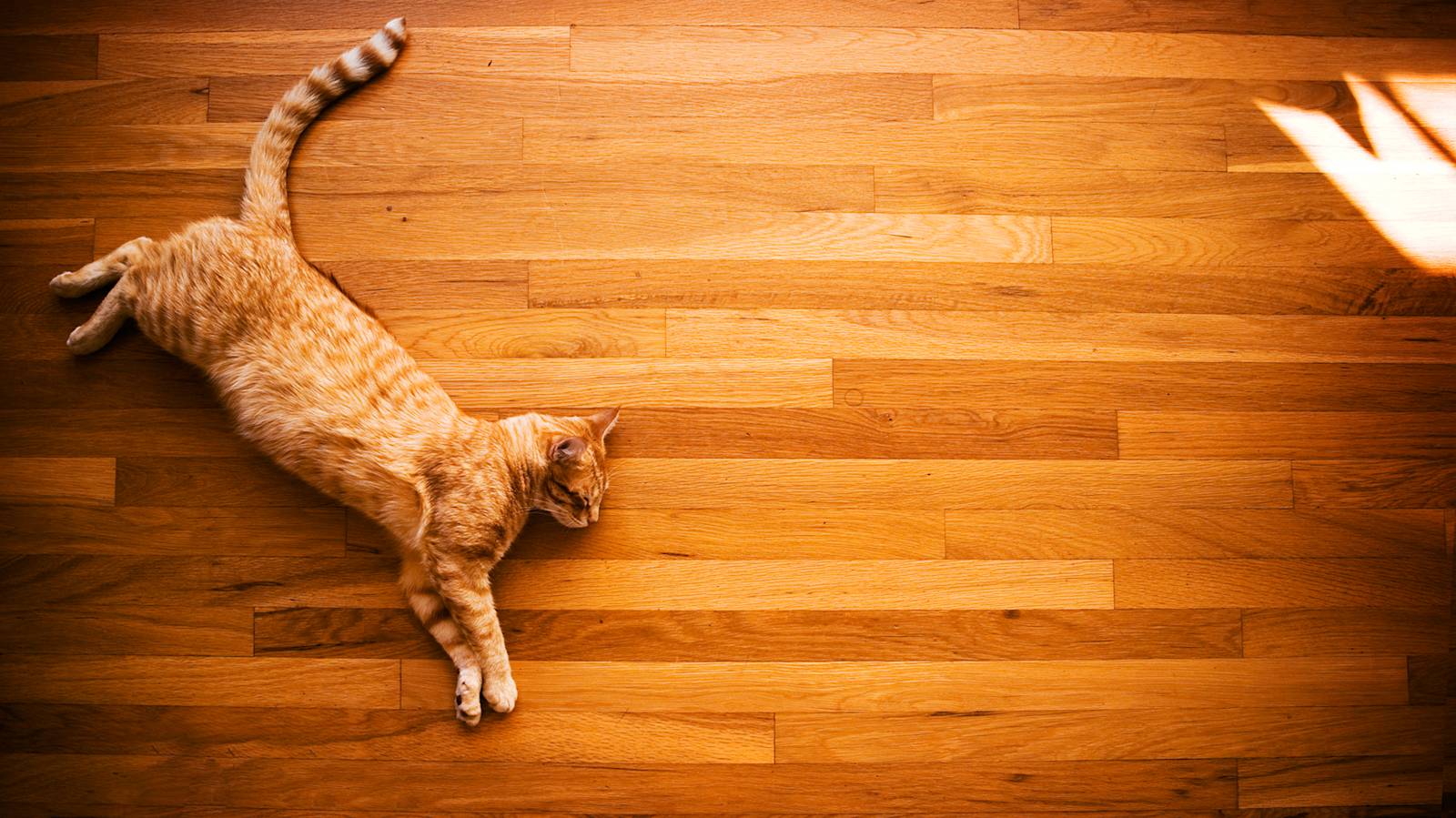 Shelter Cats in the Yoga Studio? (No, We're Not Kitten You!)