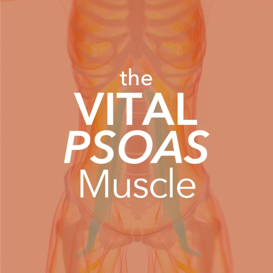 The Vital Psoas Muscle: Physical, Emotional, and Energetic Perspectives