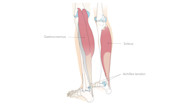 Gastrocnemius Muscle Stretch Gastrocnemius Muscle Stretch