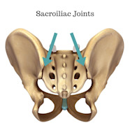 Sacroiliac Joint Anatomie Sacroiliac Joint FVYIU