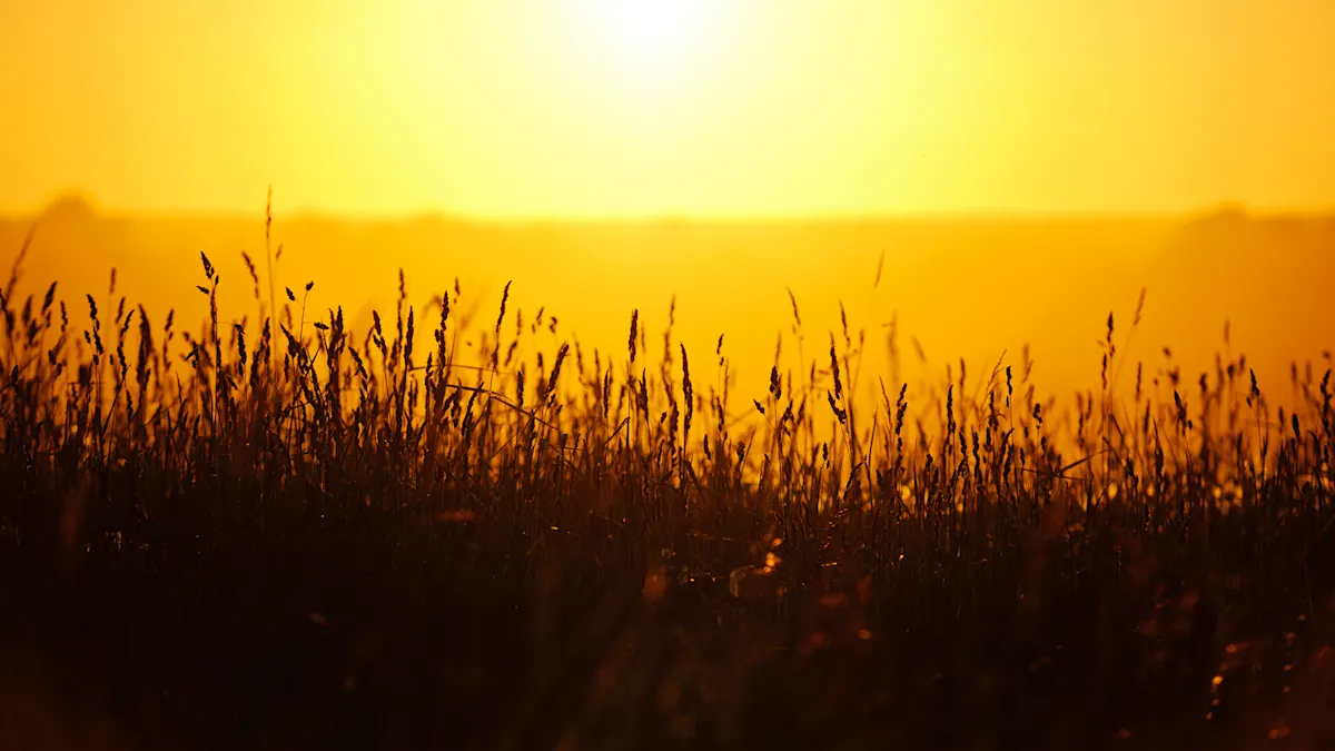 Create A Summer Solstice Mandala