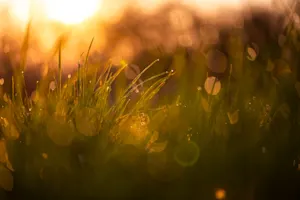 THUMBNAIL_A Tip for Fast Talkers