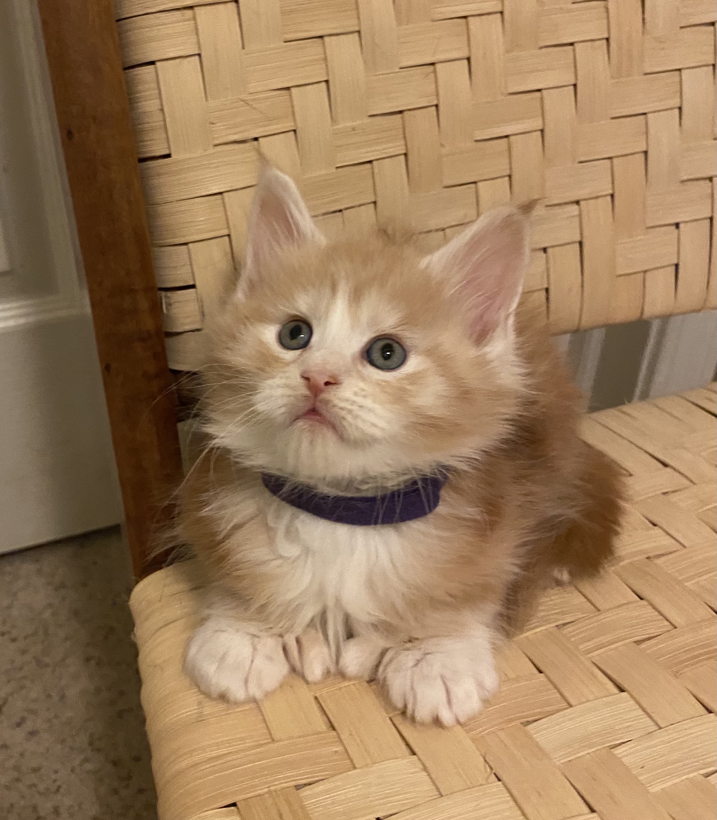 Male, red tabby polydactyl, Thumper's litter