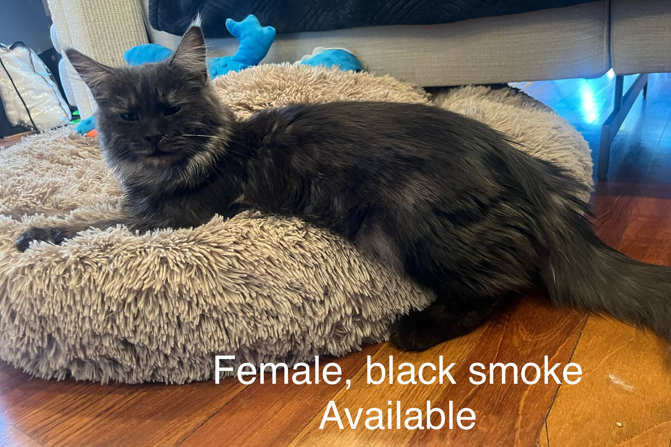 Female , black smoke , Elvira's litter