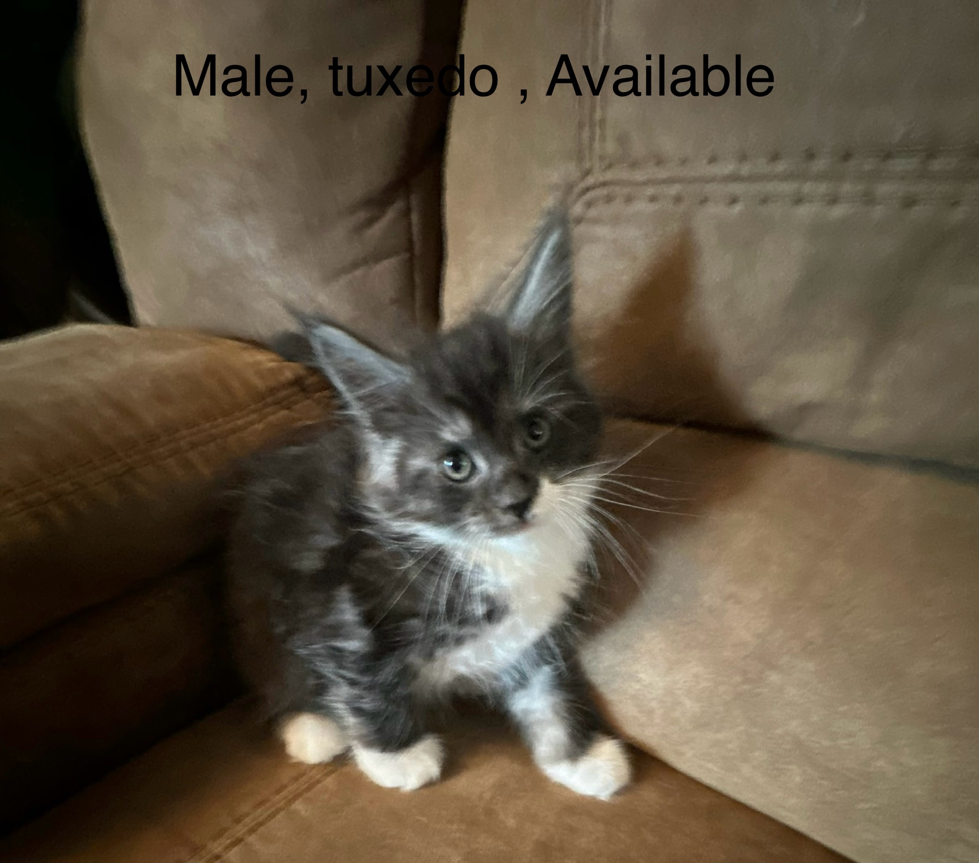 Male, tuxedo, Boots'