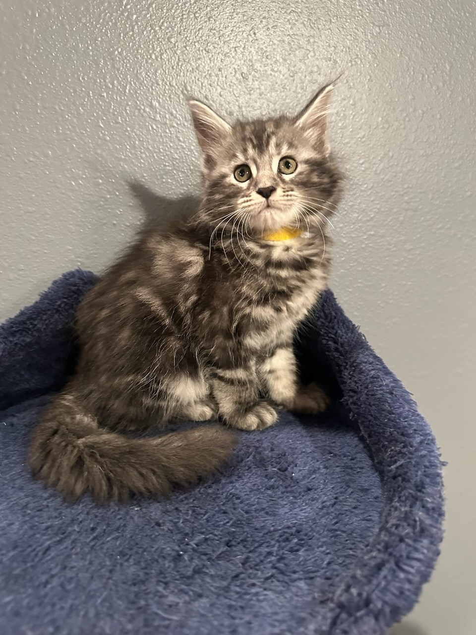 Female blue tabby, orange collar