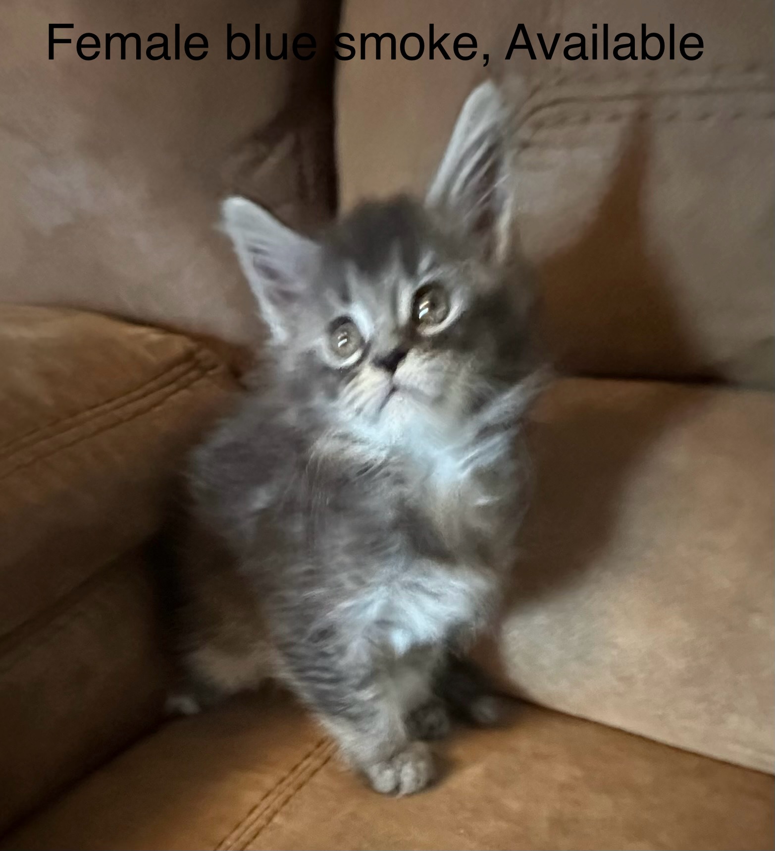 Female black smoke, Boots' litter