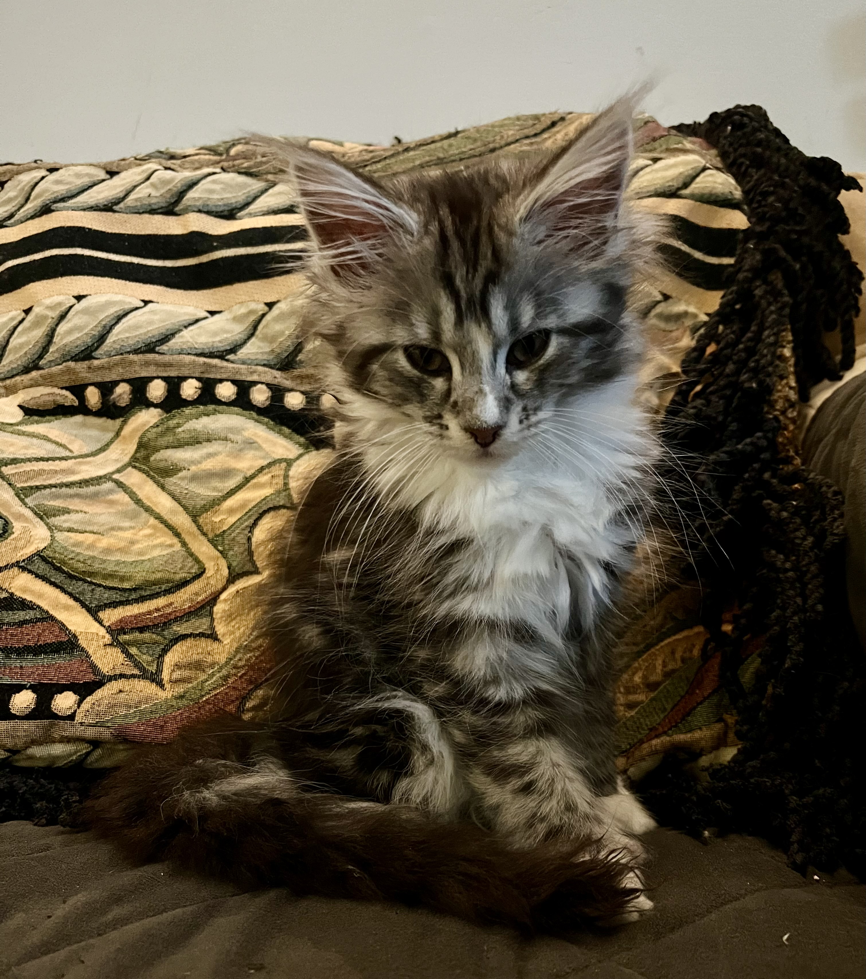 Female silver polydactyl classic, white mittens, and boots