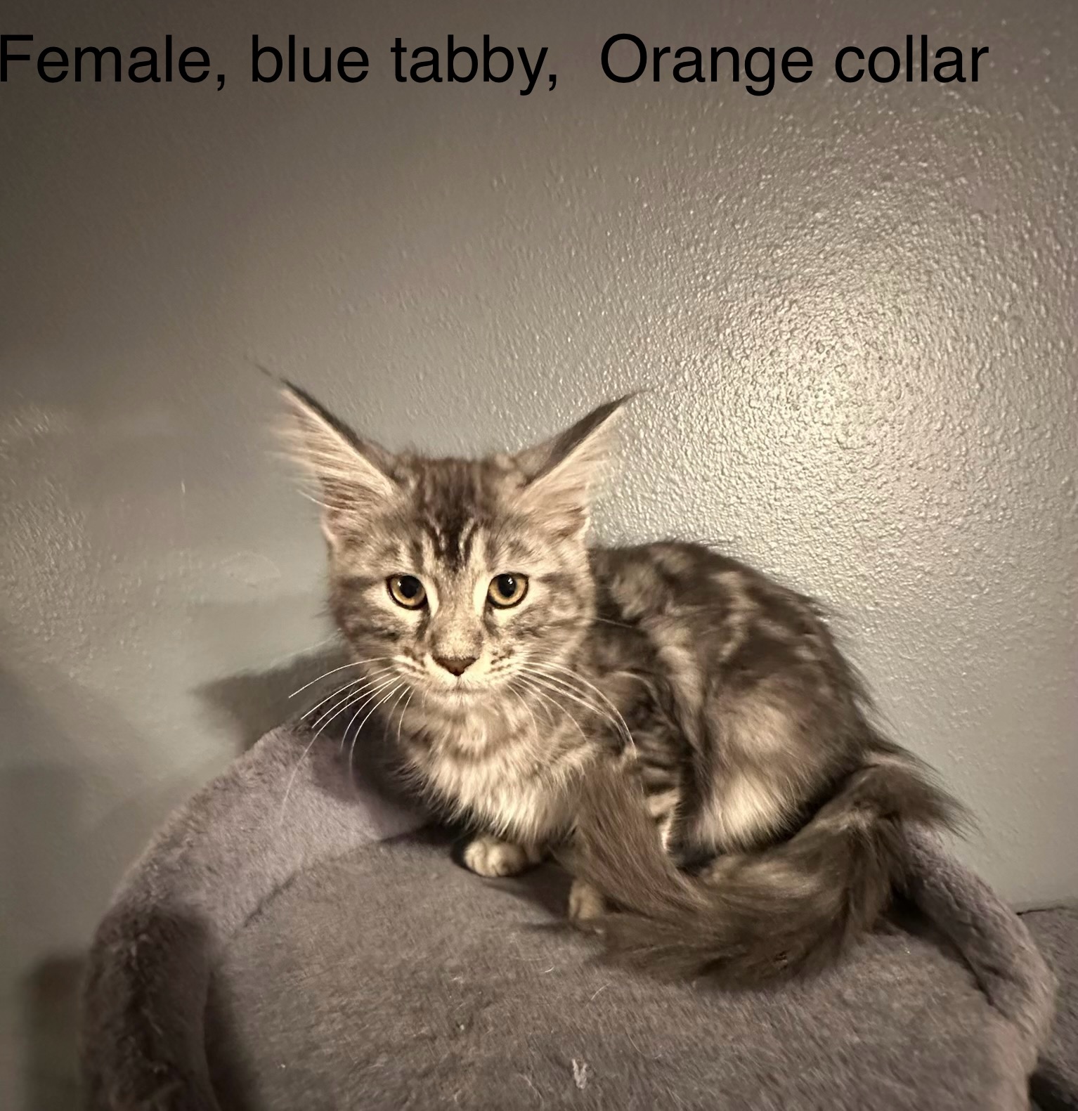 Female blue tabby, orange collar