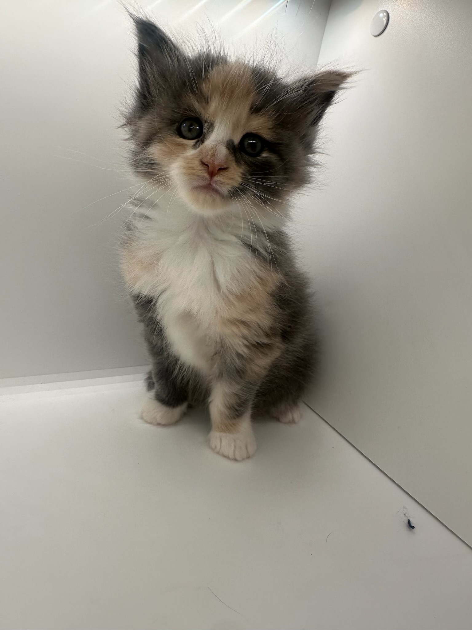 Female, dilute calico, Orchid's litter, DOB., 04/12/24