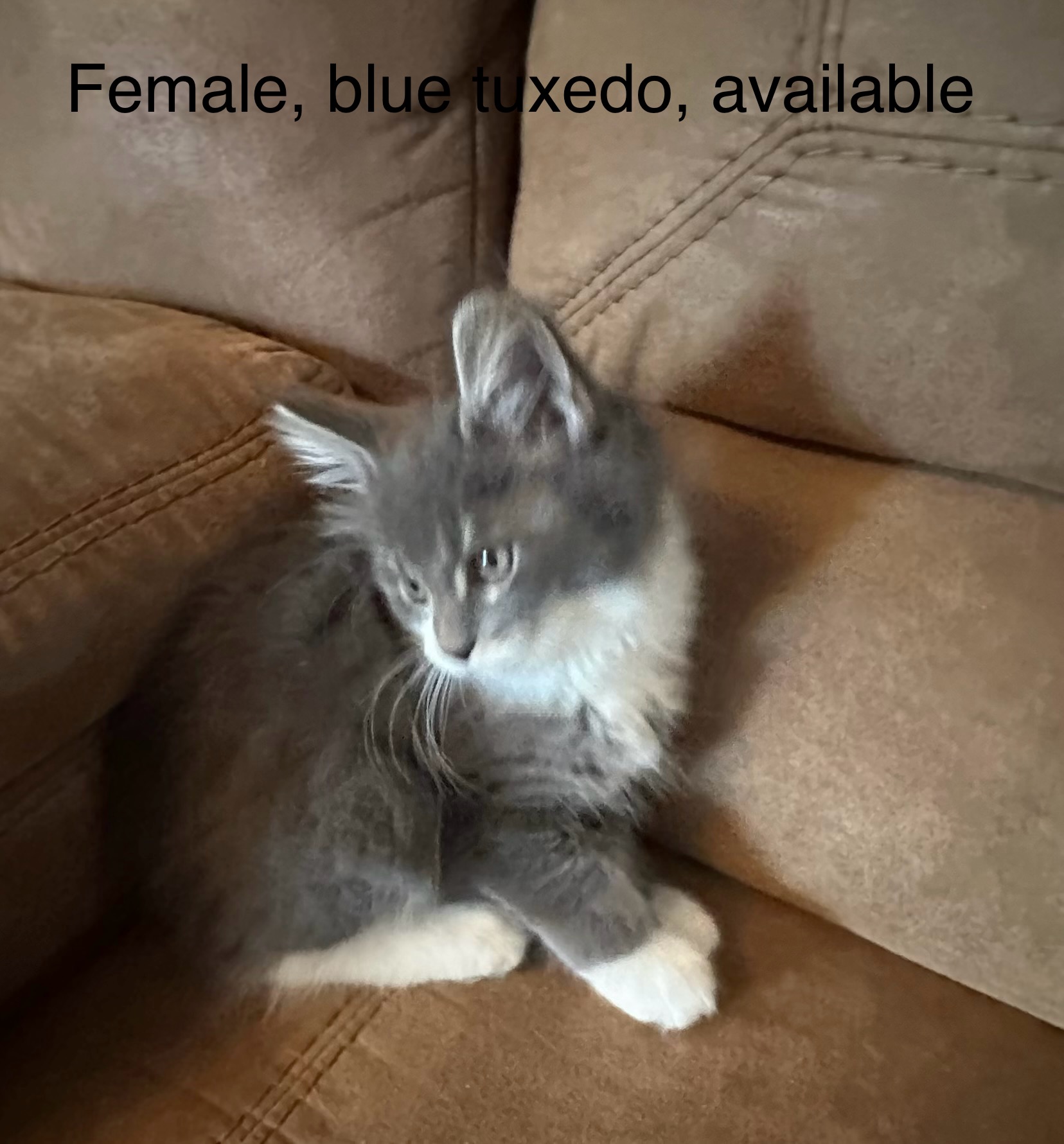 Female, blue tuxedo, Boots' litter