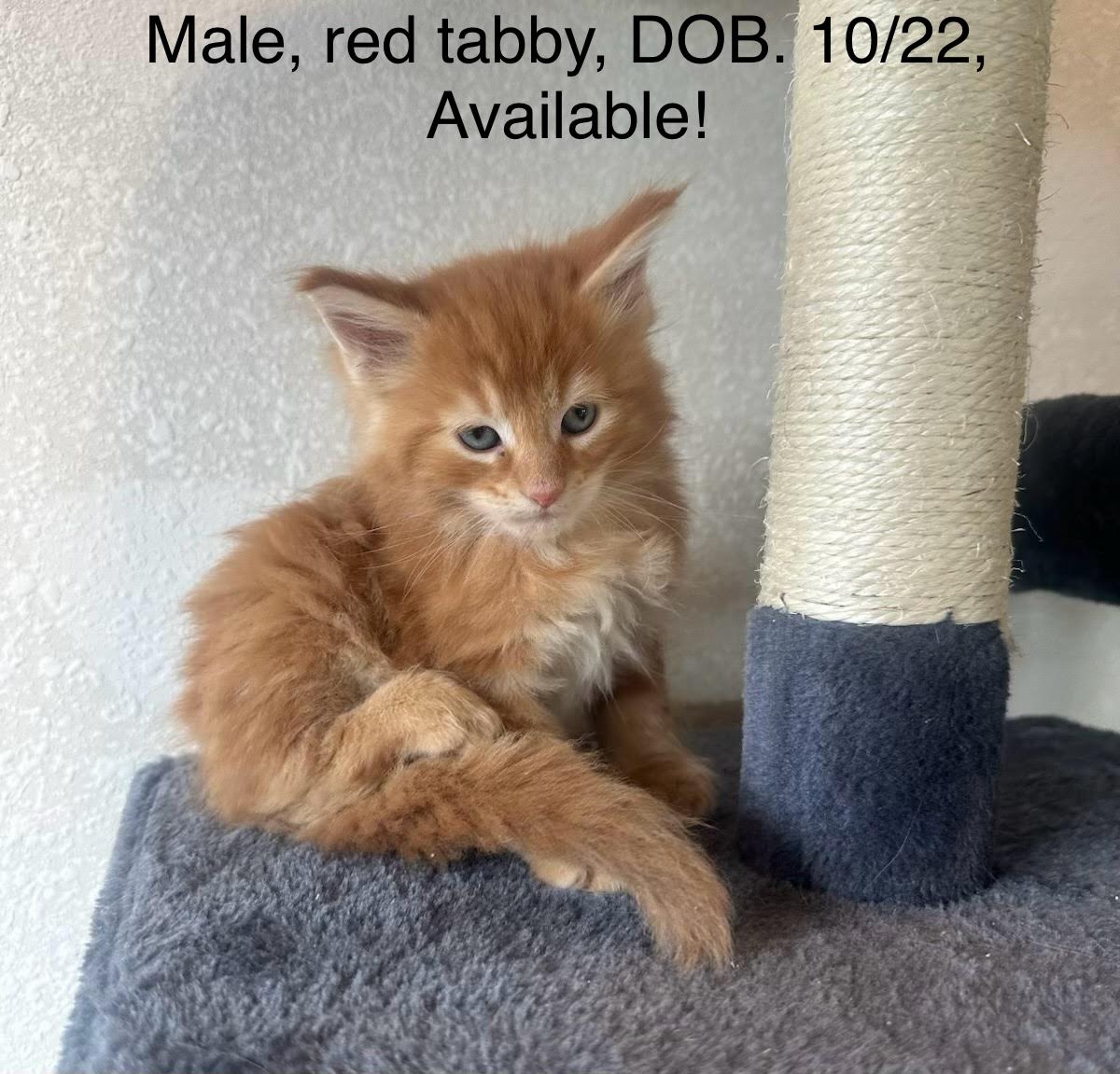 Male, Red tabby , Orchid's litter