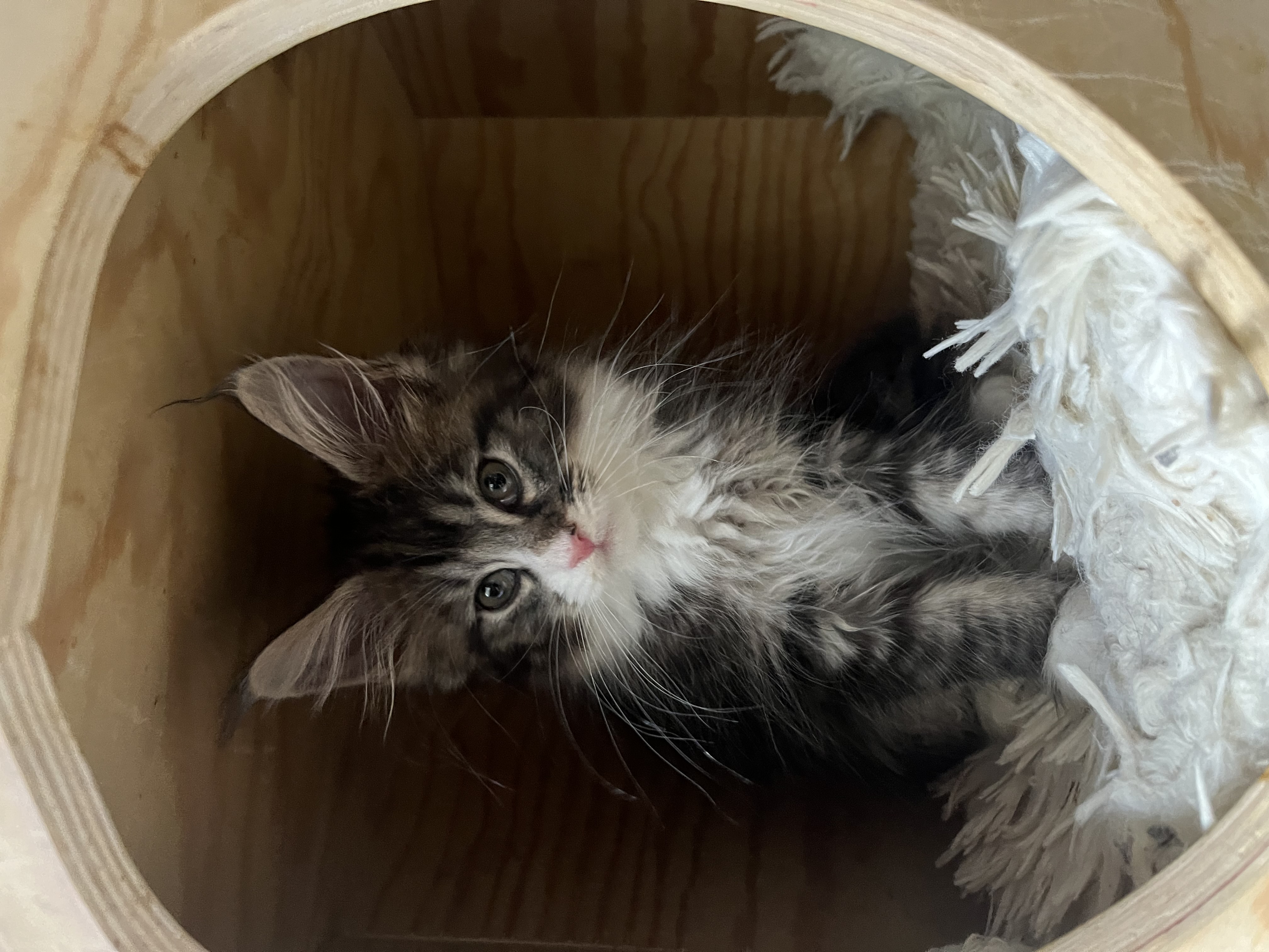 Male classic brown tabby, white mittens and boots