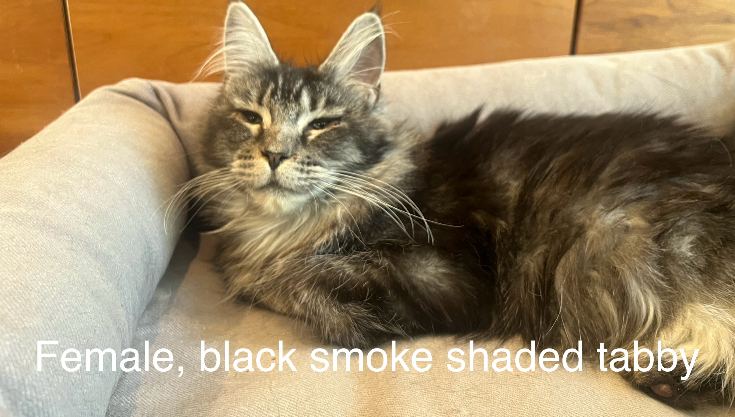 Female, Elvira's silver black smoke shaded tabby