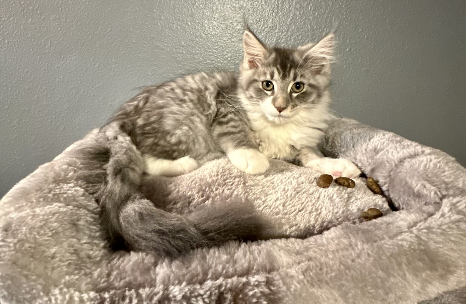 Female, silver classic tabby