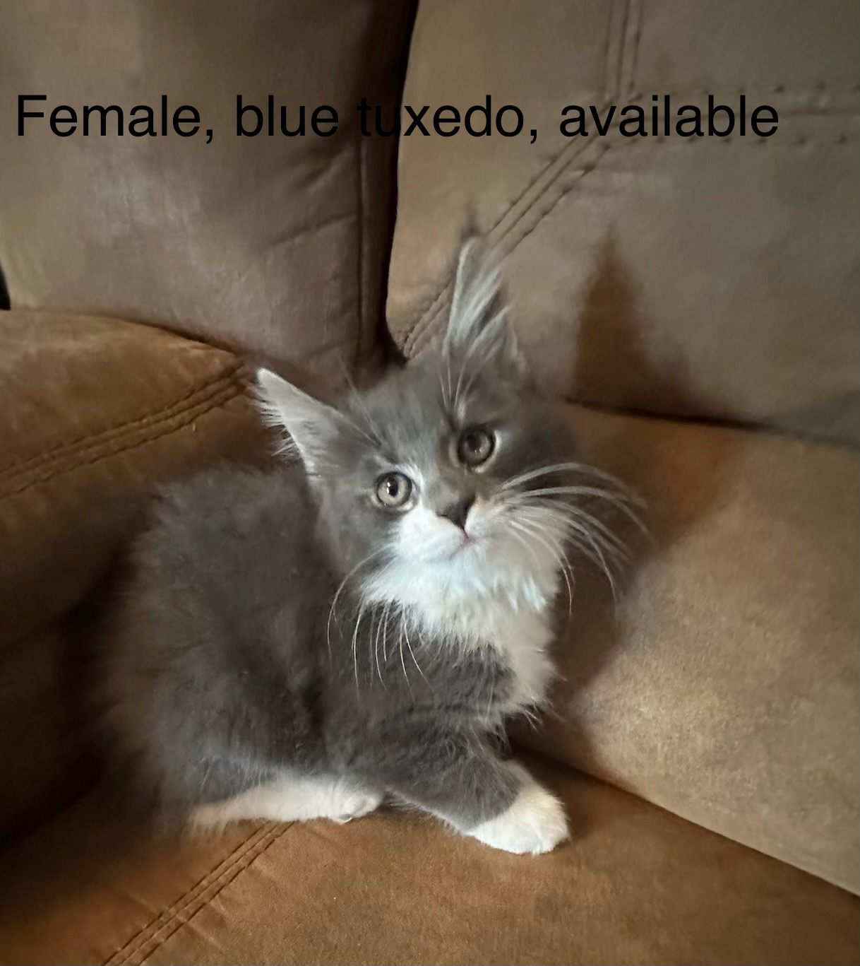 Female, blue tuxedo, Boots' litter