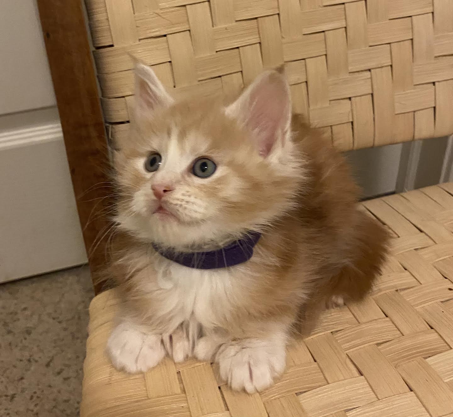 Thumper's litter, Male, ginger, with white, polydactyl DOB., 12/03