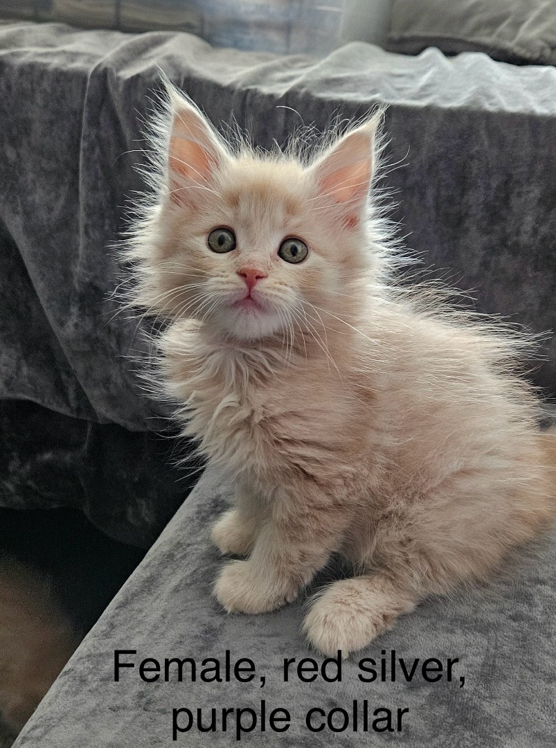 Female, red silver, purple collar