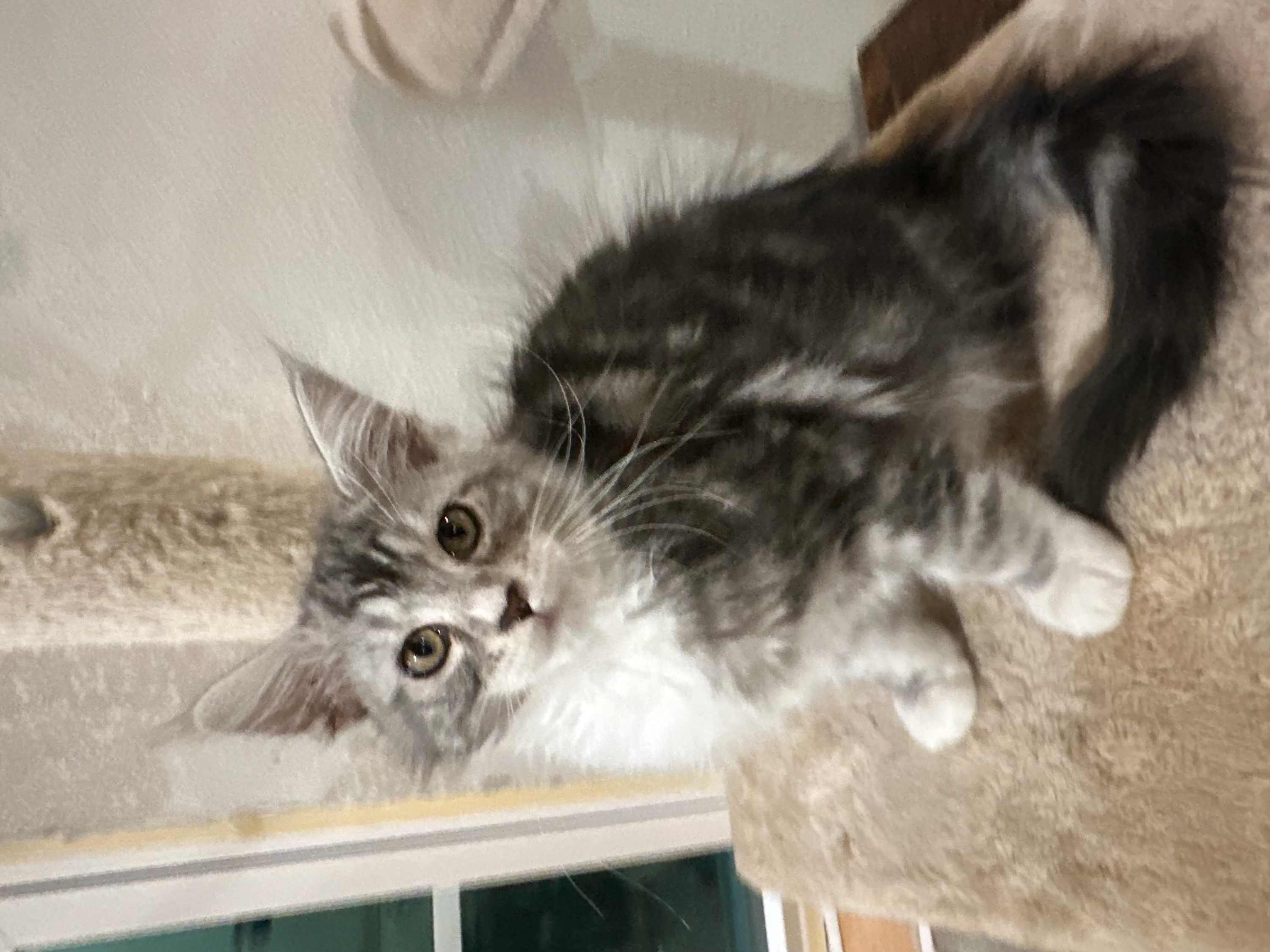 Male , silver classic tabby