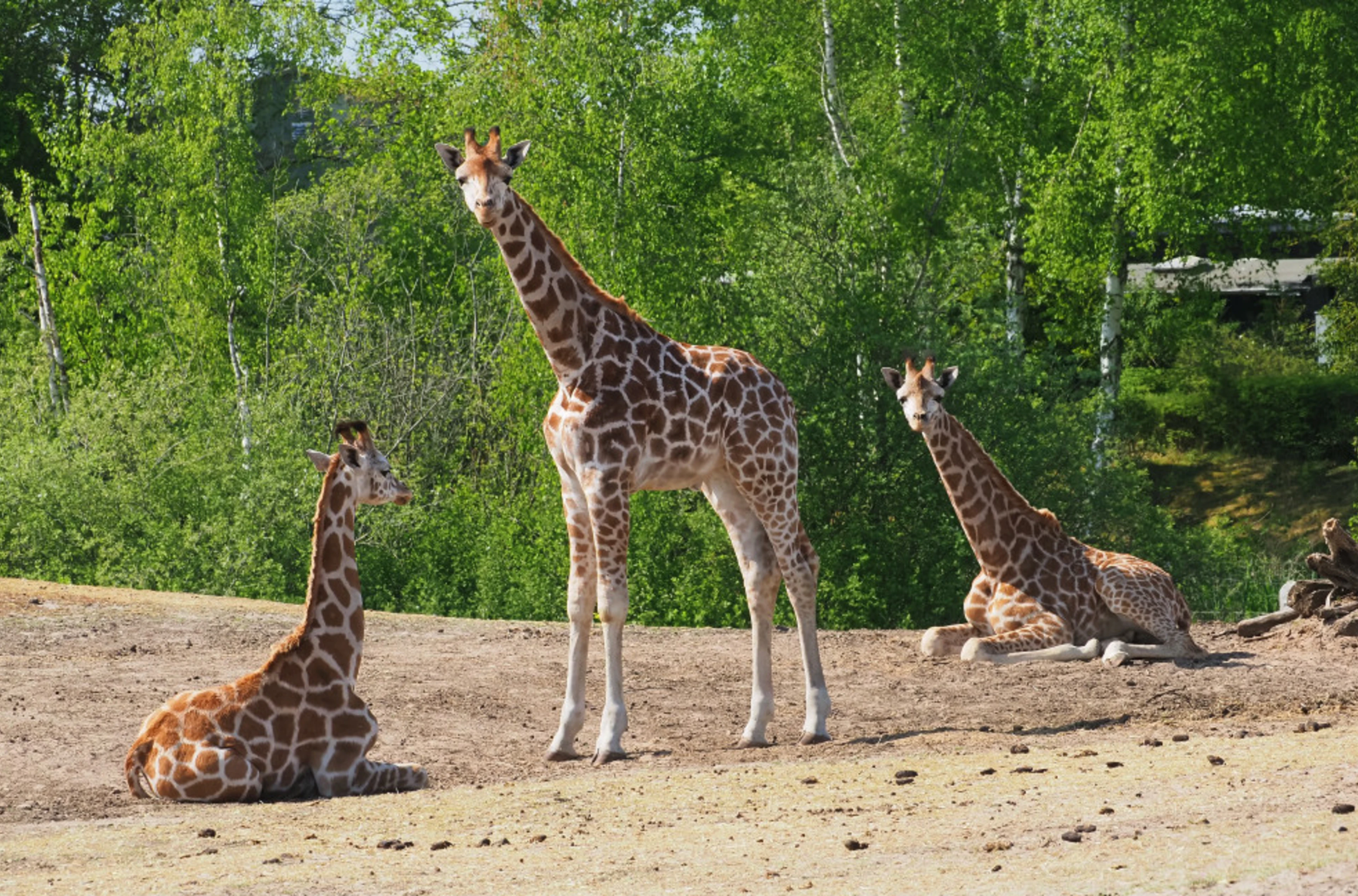 Beekse bergen giraffe safaripark