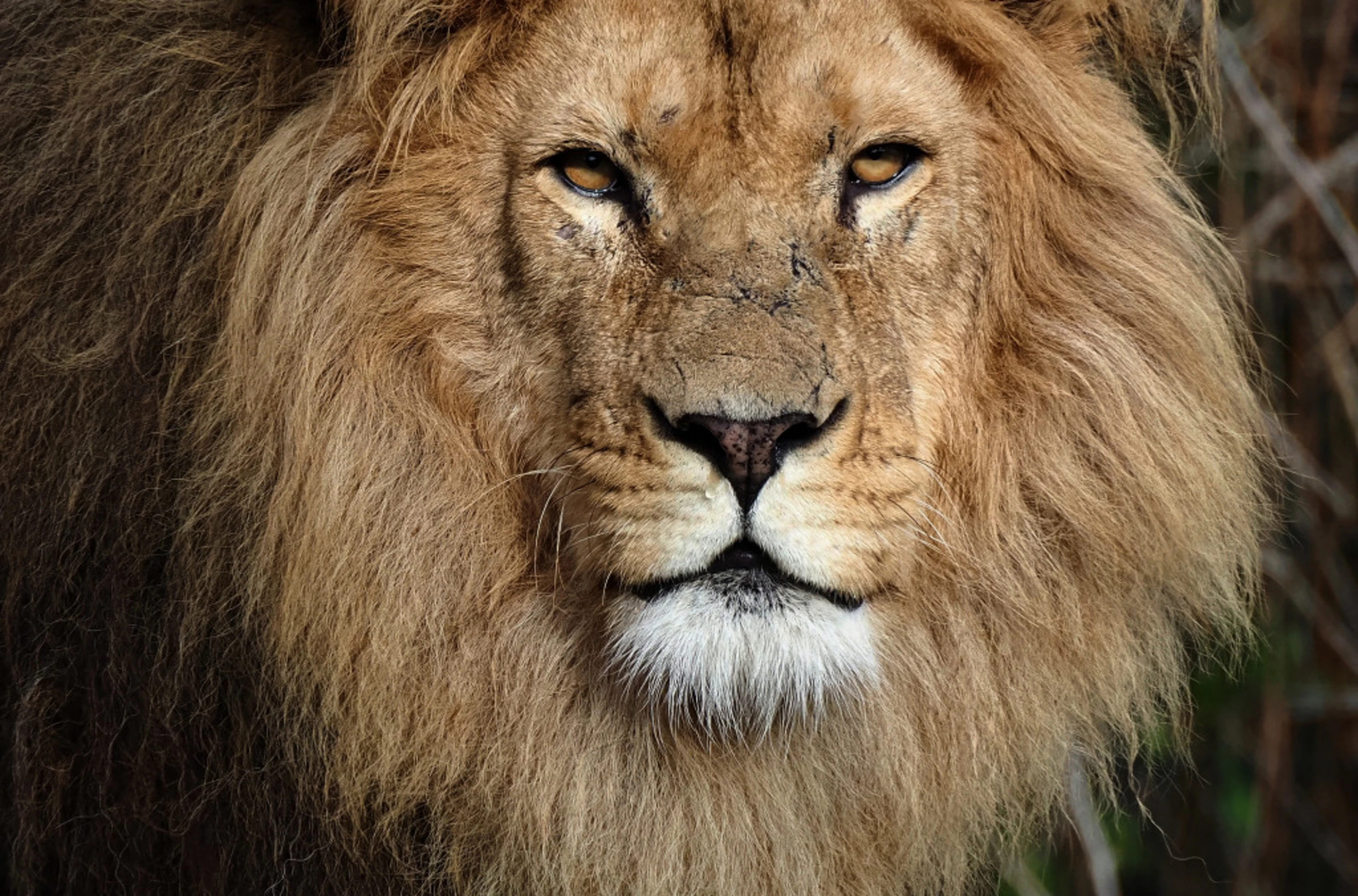 Beekse Bergen safari leeuw close up