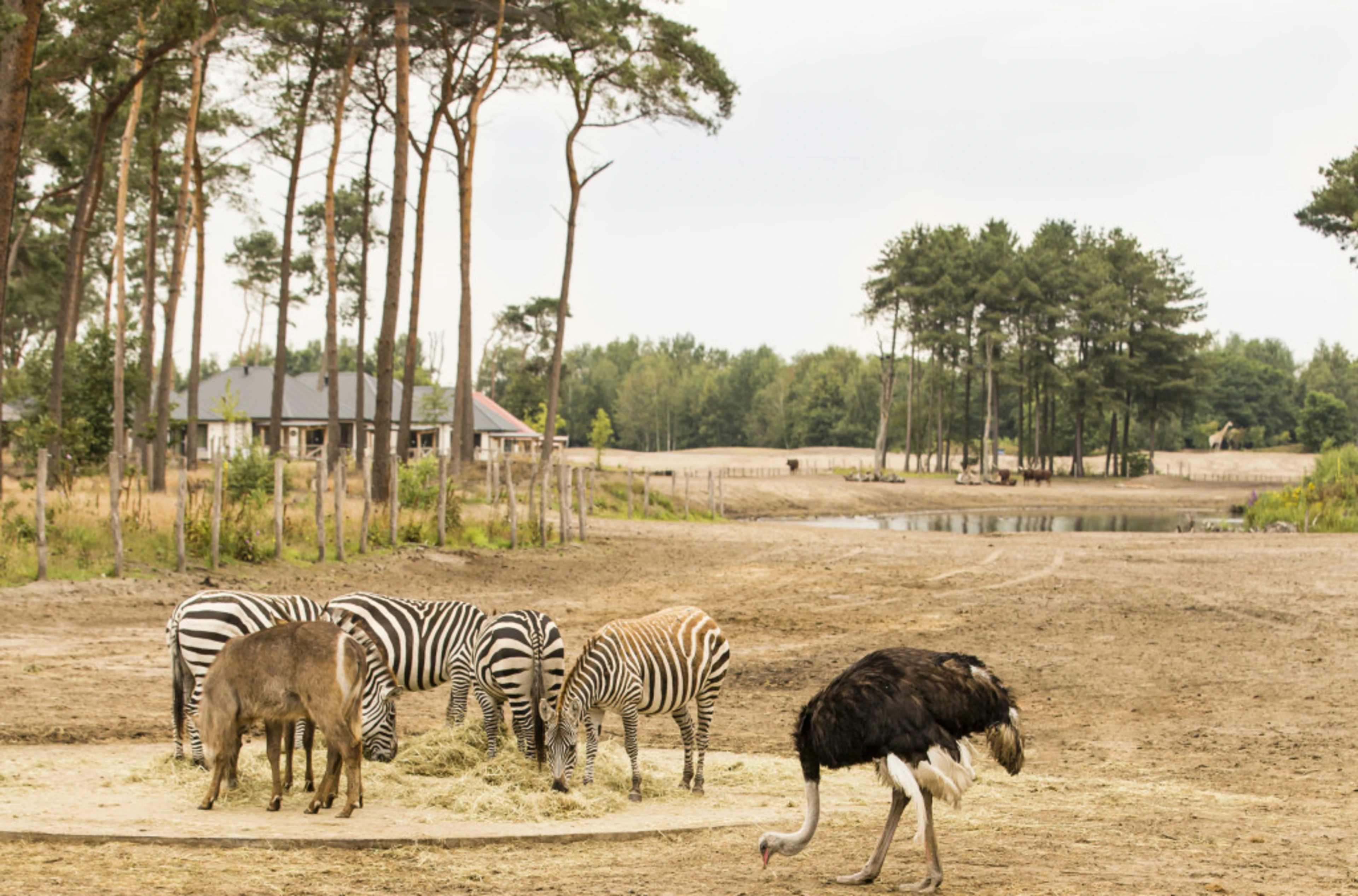 Safari resort beekse bergen dieren vlakte
