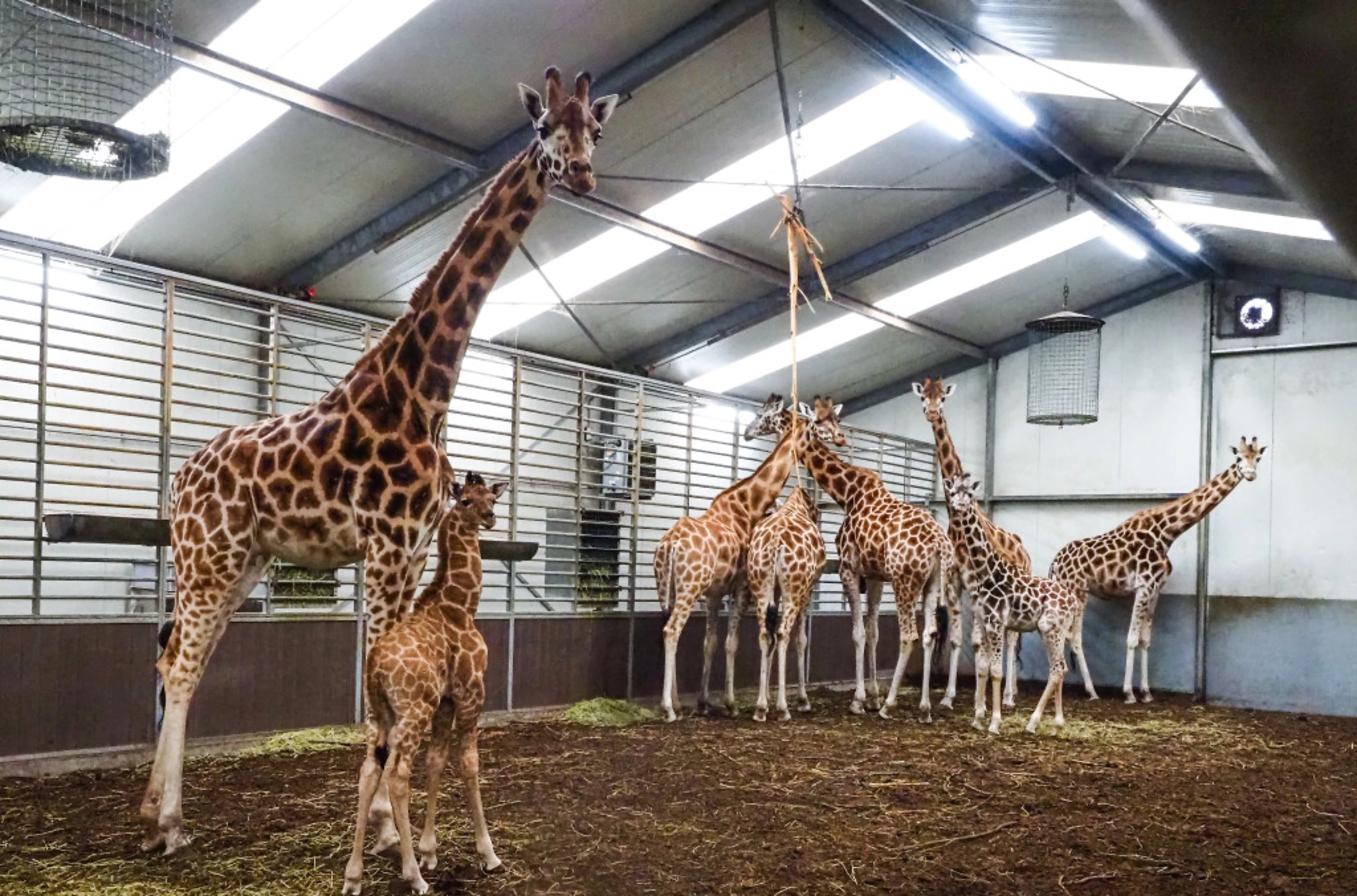 Safari resort beekse bergen stal giraffen